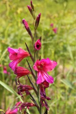 Wild Gladioli