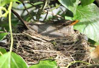 balckbirs jpeg