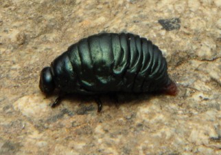 beastie 2