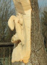 squirrel carving 1