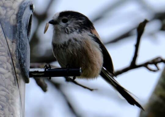 Wildlife in Cornwall gets a winter boost