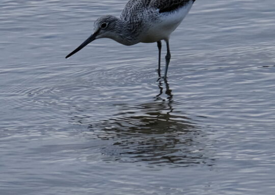 Hayle Estuary RSPB Reserve bird sightings in Cornwall