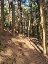 Tehidy Country Park in Spring sunshine