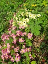 Spring Flowers on Tehidy Holiday Park