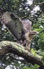 Buzzard on a moring walk in the wooded valley by Tehidy Holiday Park